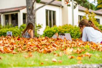 Students studying under a tree with lots of leaves on the ground