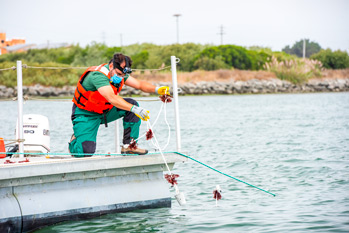 Photo of fisheries professor, Rafael Cuevas Uribe, kneeling on the side of a boat holding seawead on a rope putting it into the water