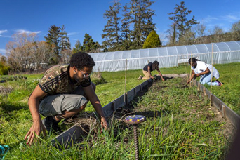 Students pulling weeds in an empty garden bed