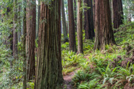 Photo of the redwoods