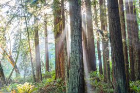 Forest photo with white light coming from behind the trees