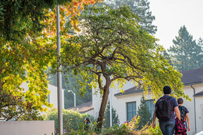 photo of trees and a few students in the distance